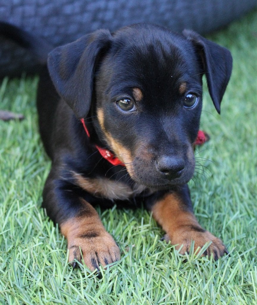 Jack Russel Black and Tan Pups, Jack Russell Terriër, 8 tot 15 weken, Meerdere, Meerdere dieren