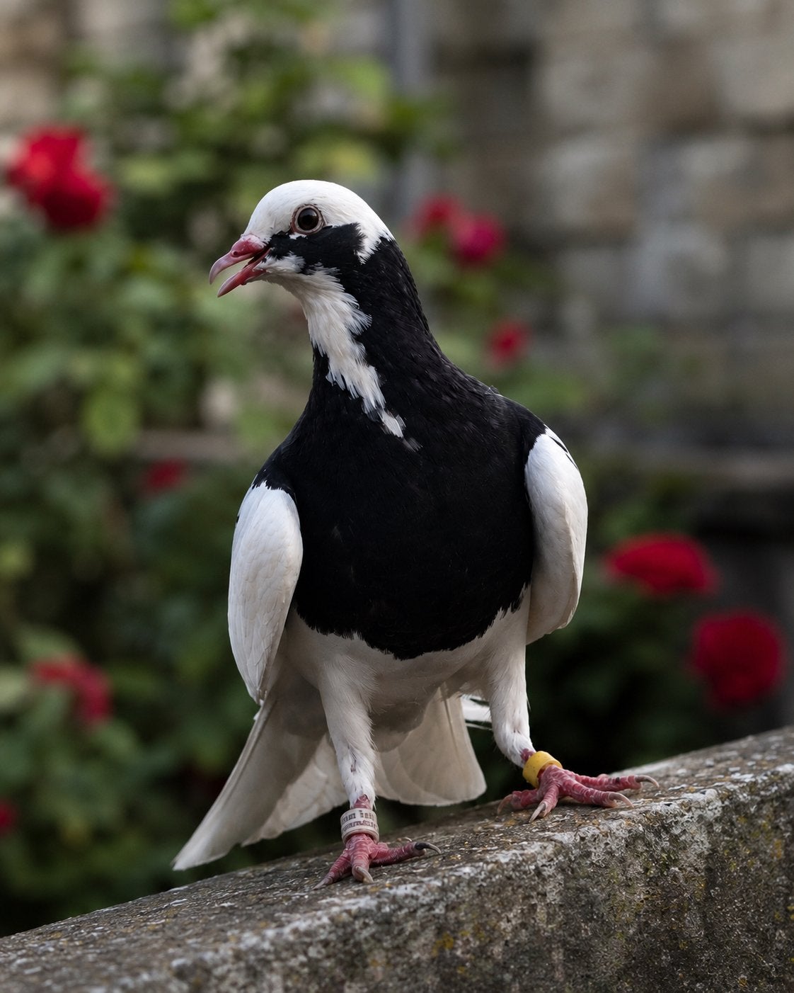 DONEK DUİVEN, Meerdere dieren, Overige soorten