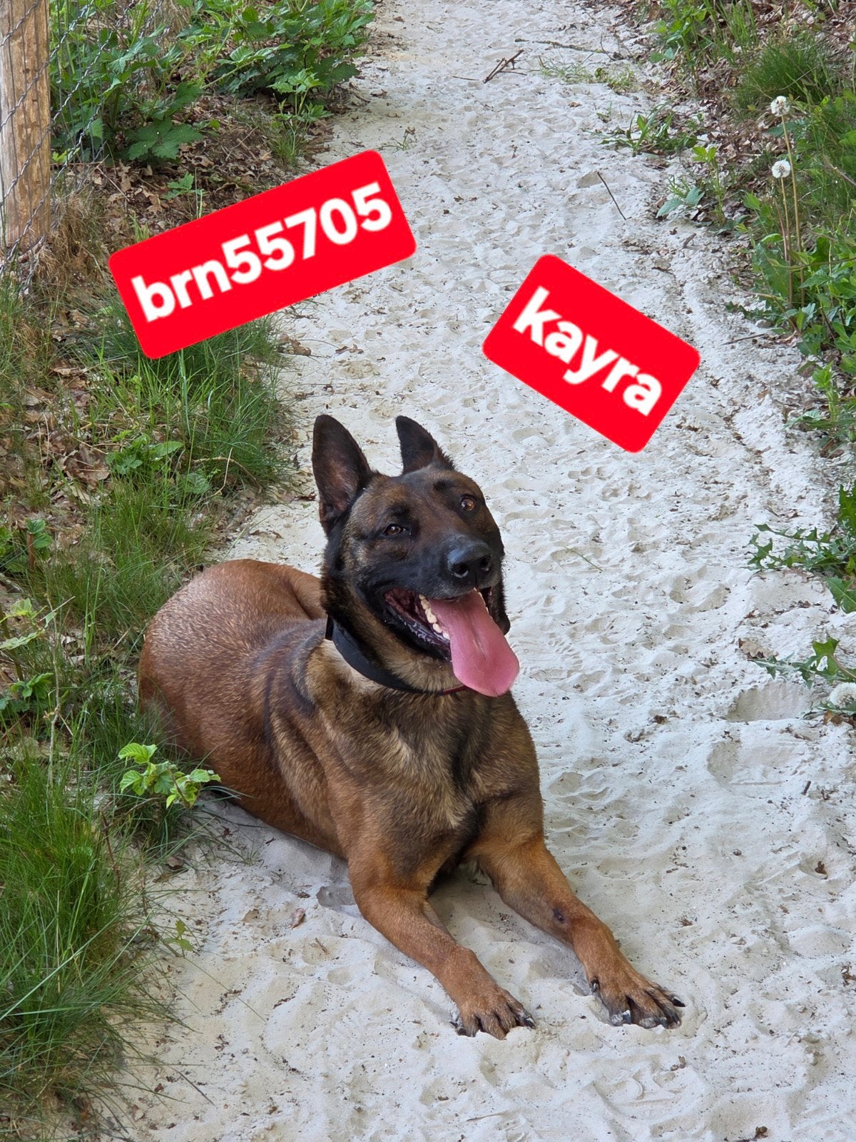 Te koop mechelse herder, Dieren en Toebehoren, Honden | Herdershonden en Veedrijvers, Teef, Eén hond, 3 tot 5 jaar, Herder
