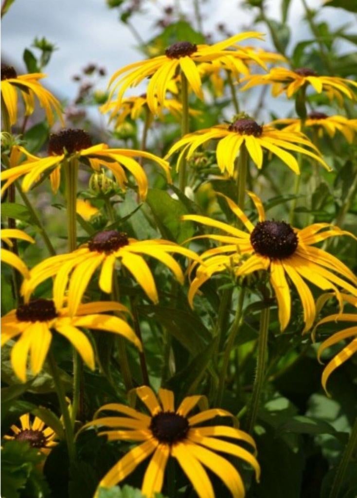 Vaste plant zonnehoed rudbeckia, Ophalen, Volle zon