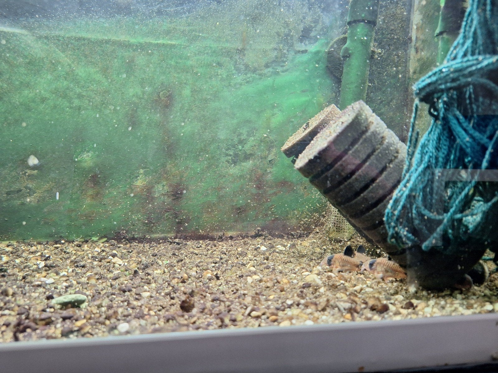 panda Corydoras, Dieren en Toebehoren, Vis, Zoetwatervis, Schoolvis