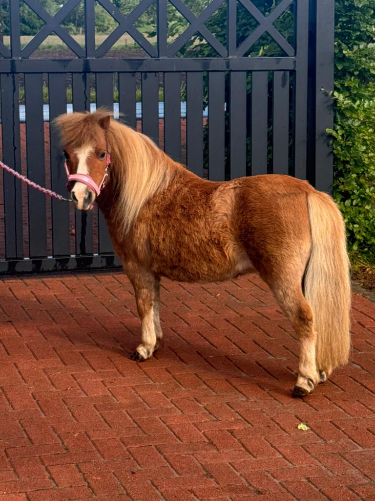 💖🩵💝Brave mini merrie met stamboekpapier 💖🩵💝, Dieren en Toebehoren, Pony's, Merrie, Met stamboom, A pony (tot 1.17m), 11 jaar of ouder