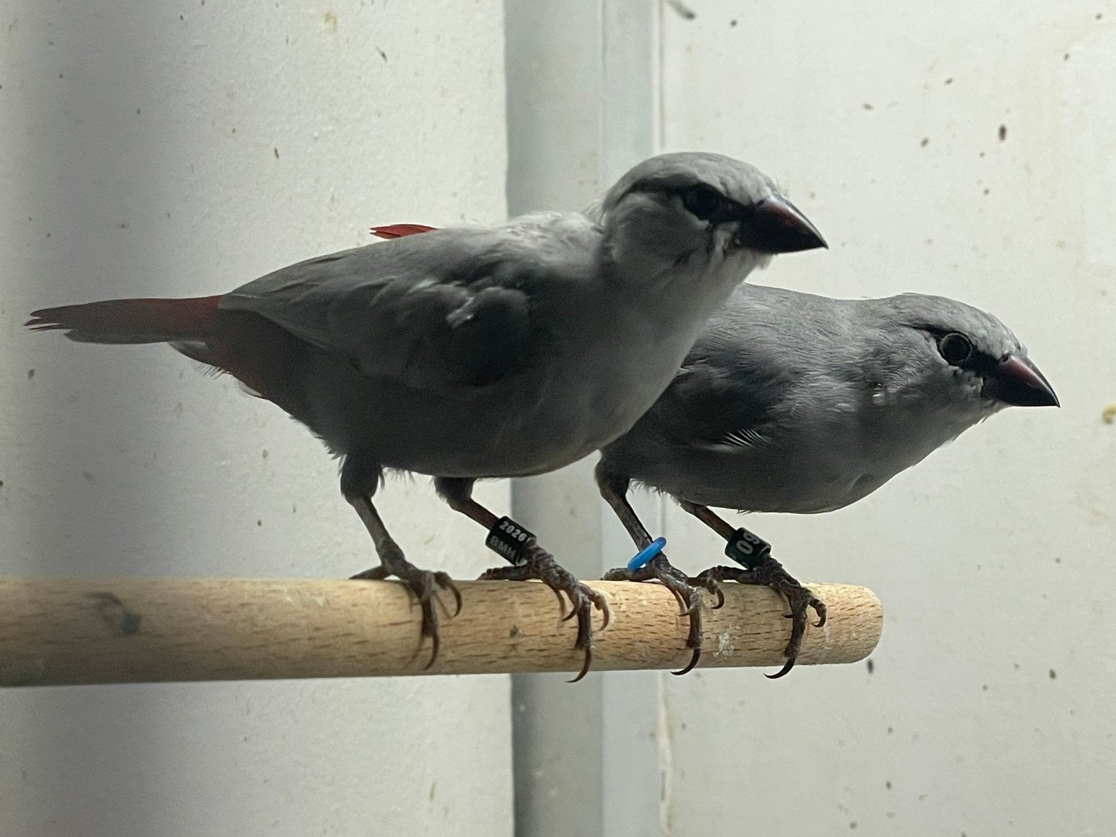 Blauwgrijze roodstaarten koppel to koop 2026, Meerdere dieren