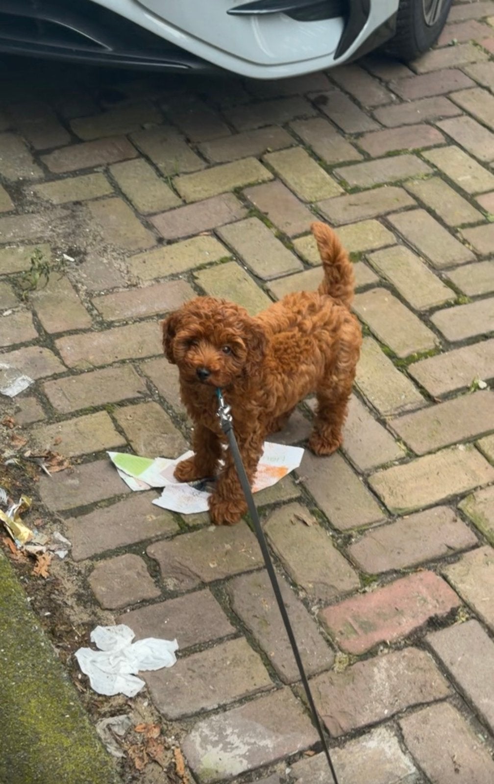 toy poodle kleinblijvend, Dieren en Toebehoren, Poedel, 15 weken tot 1 jaar, Reu, Eén hond