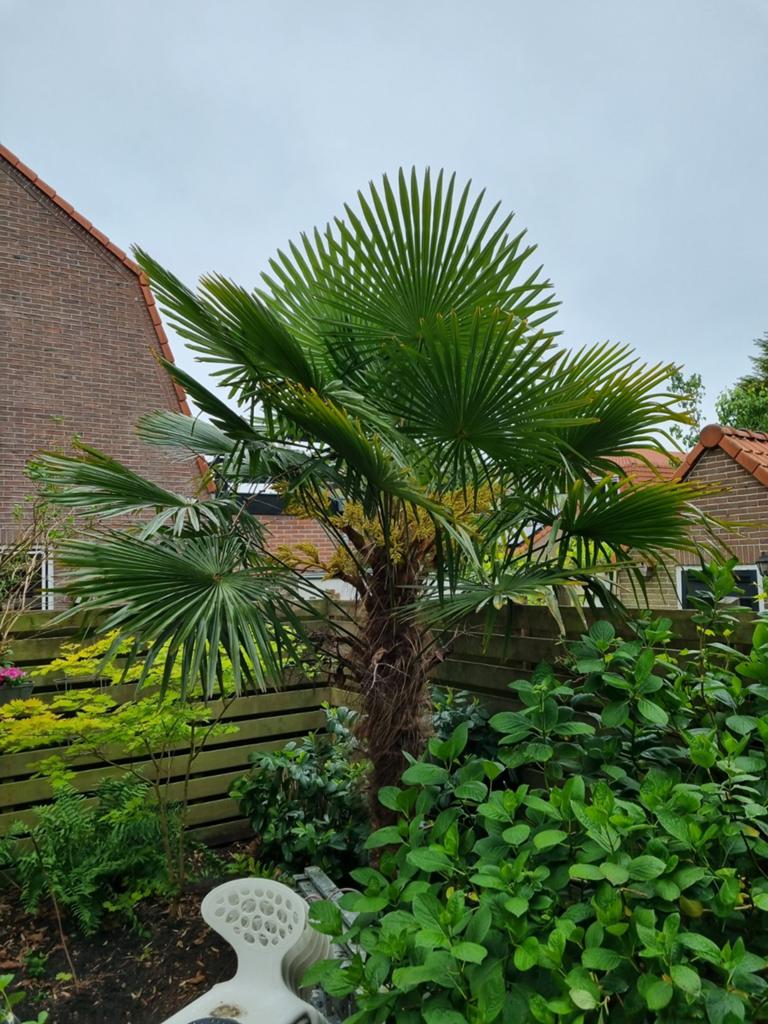 Chinese waaierpalm stamhoogte 2m, Vaste plant, Halfschaduw, Lente, Ophalen