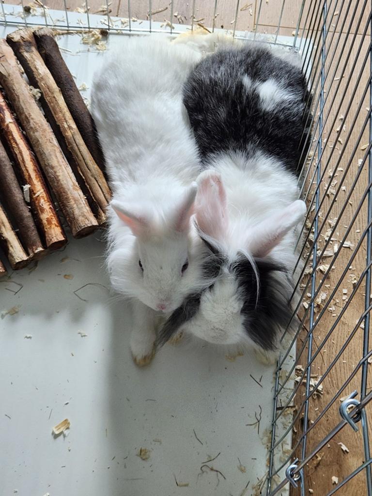 Twee lieve binnenkonijnen + hok en ren, Dieren en Toebehoren, Konijnen