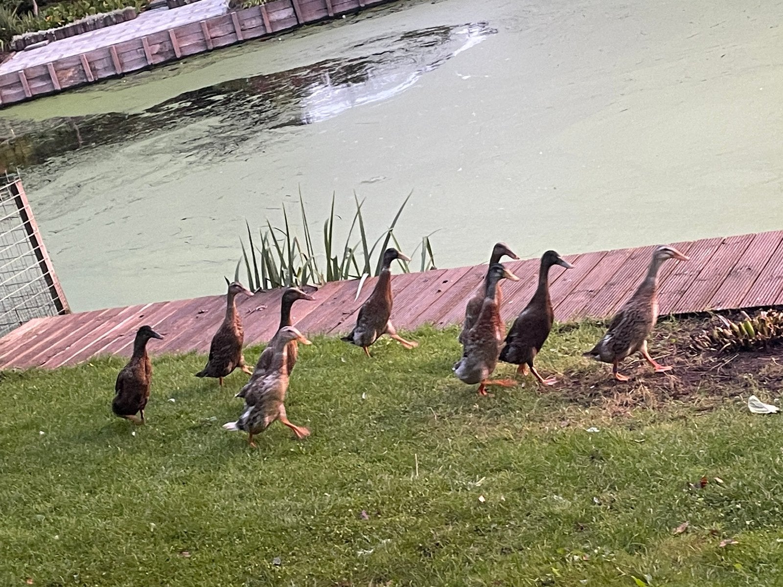 1 mannetjes loopeend., Mannelijk, Eend