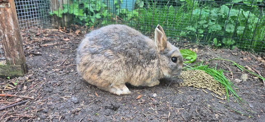 konijn, Dieren en Toebehoren, Mannelijk, Klein, 3 tot 5 jaar