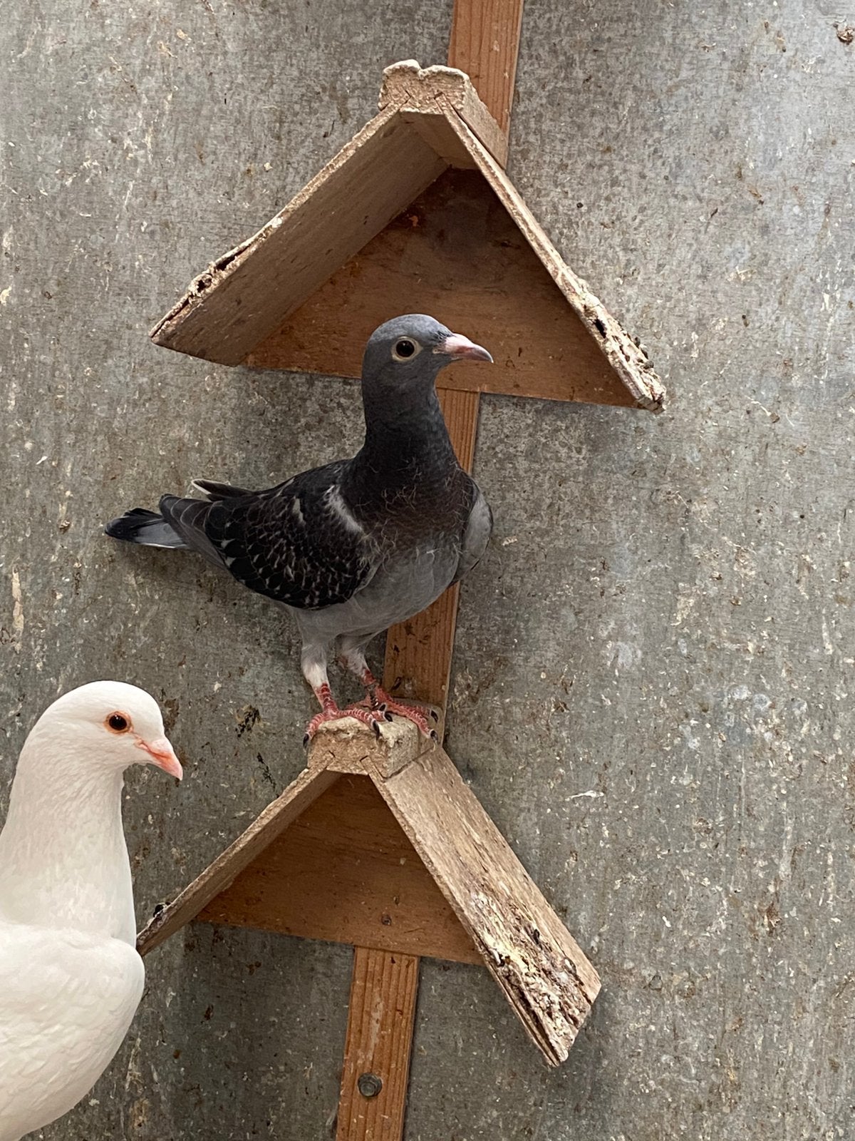 Postduiven piepers, Meerdere dieren, Postduif