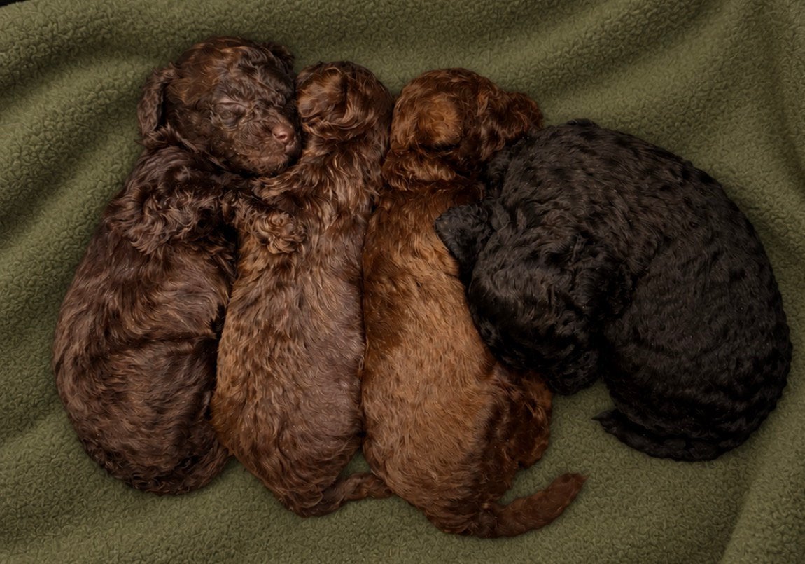 Prachtige (toy) maltipoo pups teefjes (toypoedel x maltipoo), Poedel, 8 tot 15 weken, Teef, Meerdere