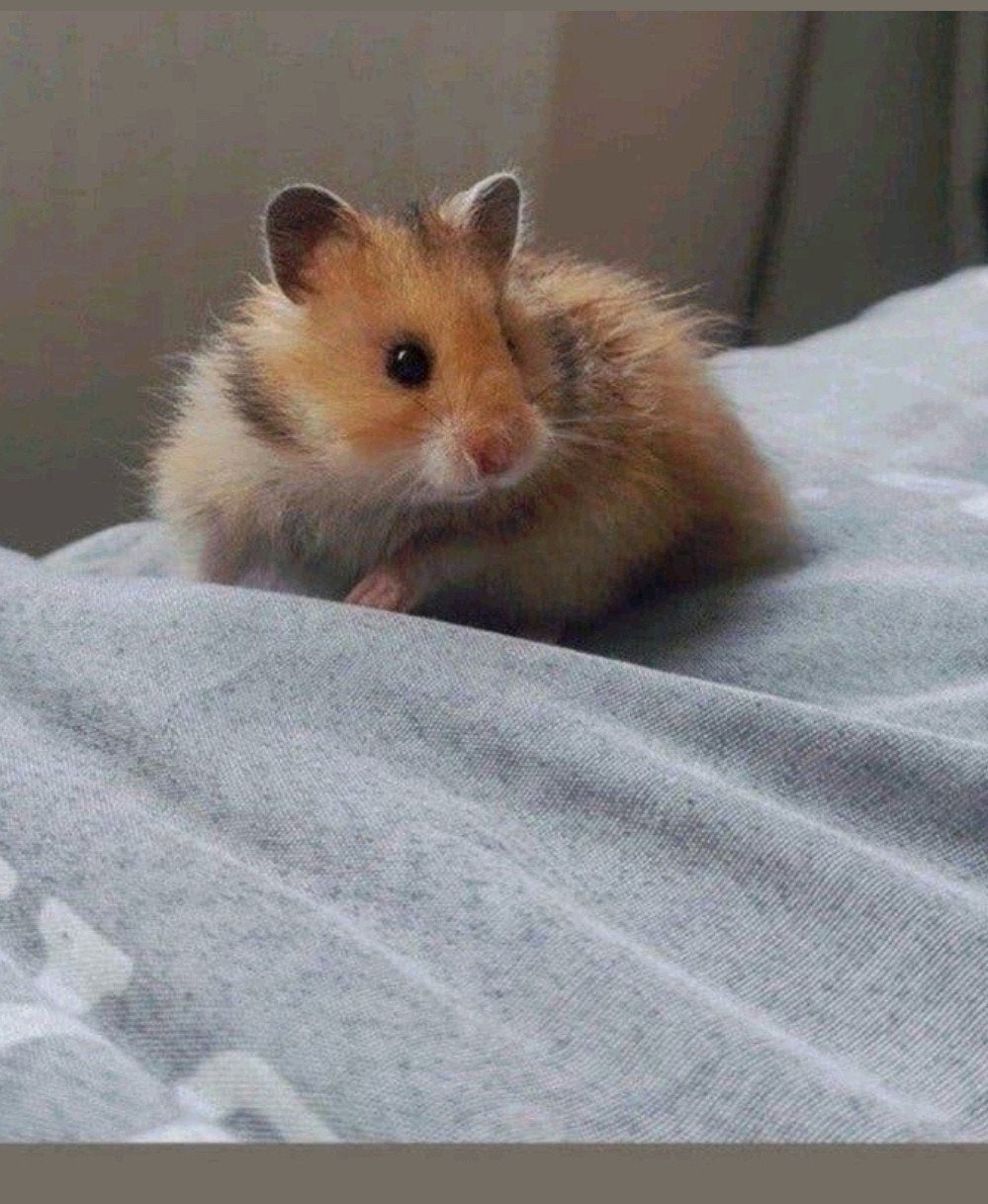 Tam jong lief goud langhaar Syrisch hamster vrouwtje, Dieren en Toebehoren, Knaagdieren, Hamster, Vrouwelijk, Mei, Tam