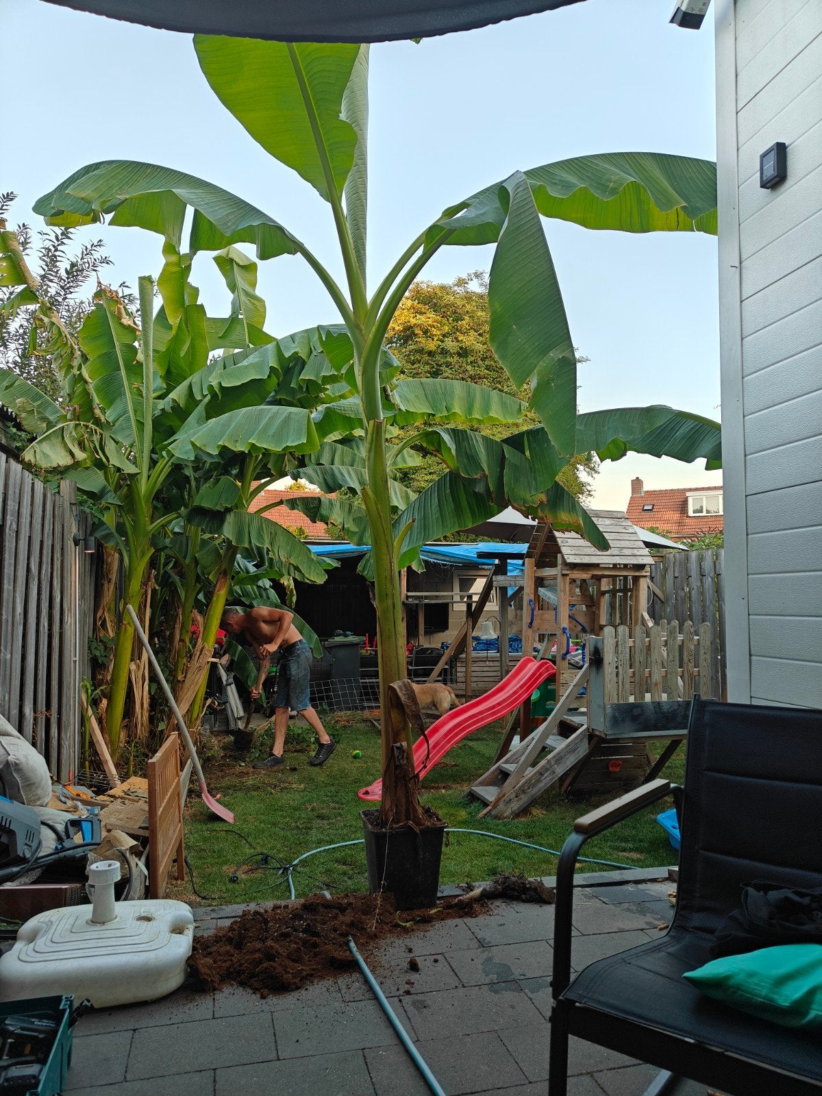grote banenplant, Ophalen, Volle zon, Overige soorten