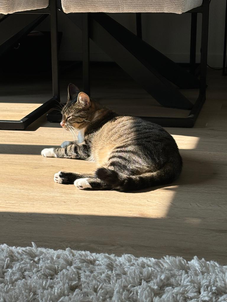 Kat, Dieren en Toebehoren, Katten en Kittens | Overige Katten, Poes, Langharig, 3 tot 5 jaar