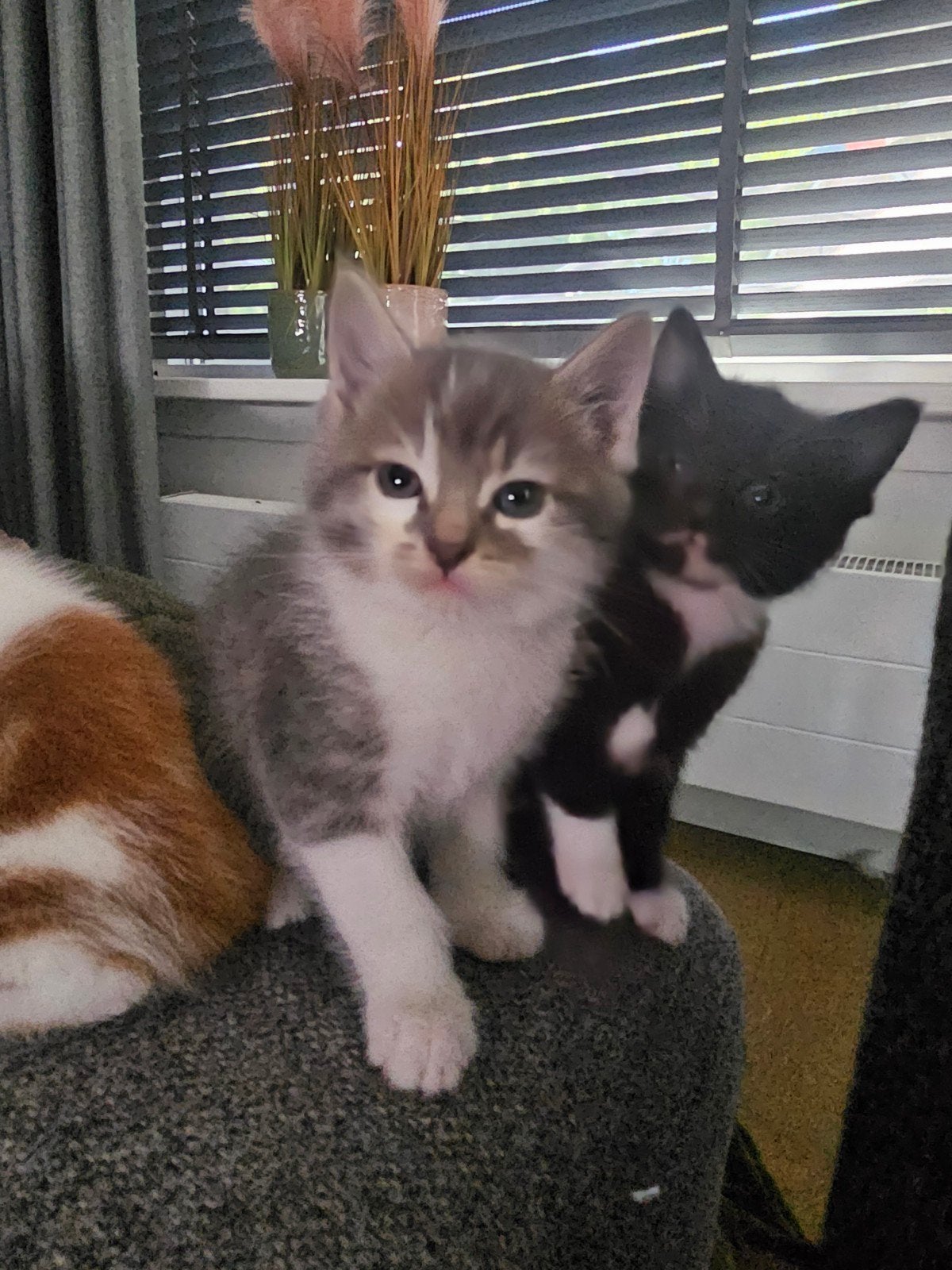 Mainecoon kittens te koop, Meerdere dieren