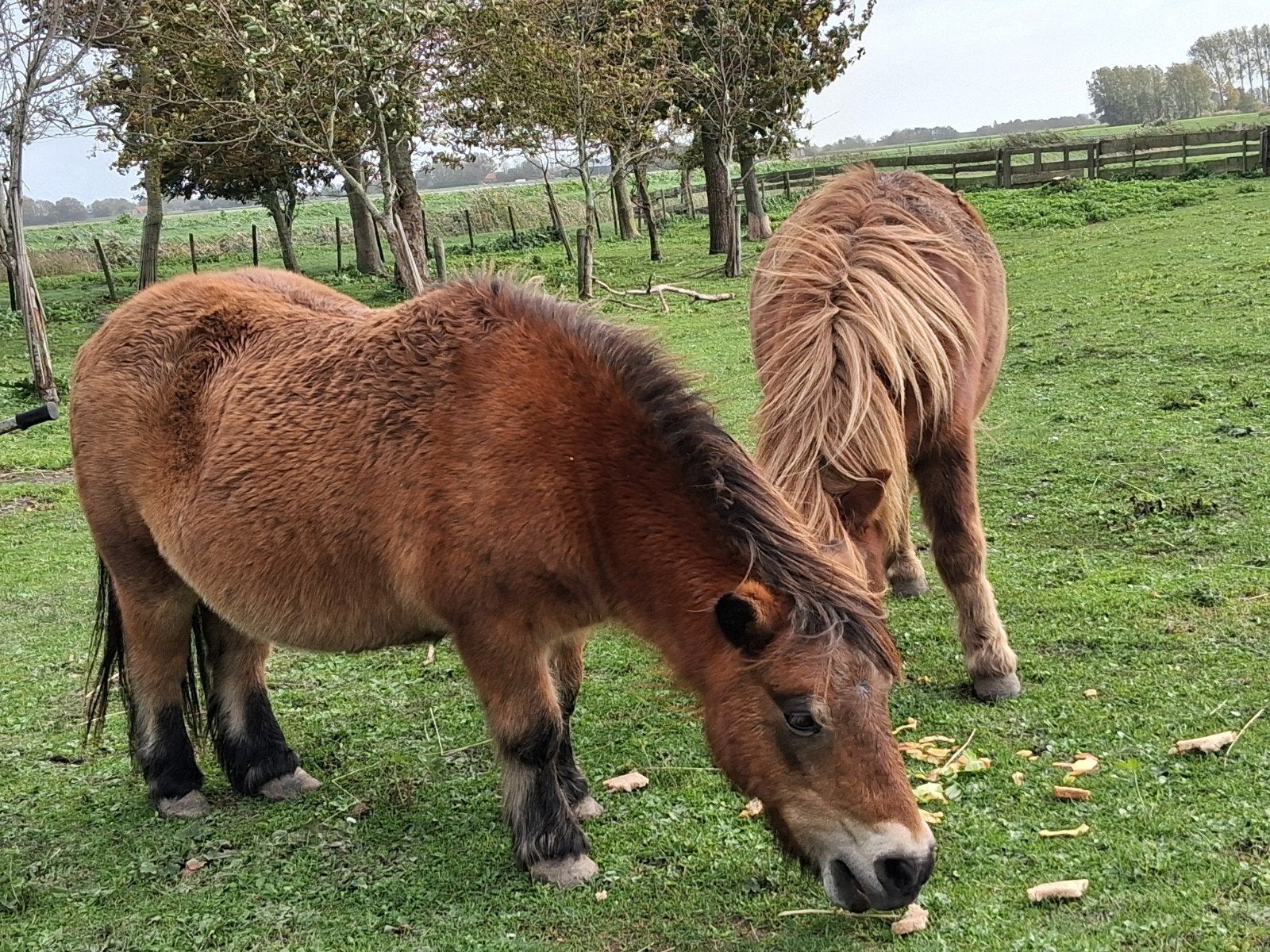 2 ruinen shetlanders, Dieren en Toebehoren