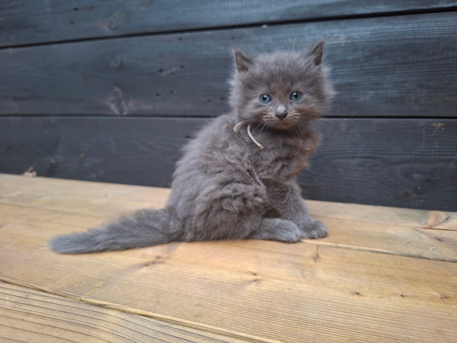 X ragdoll kittens te koop. Super lief en mooi🥰, Meerdere dieren, Ontwormd