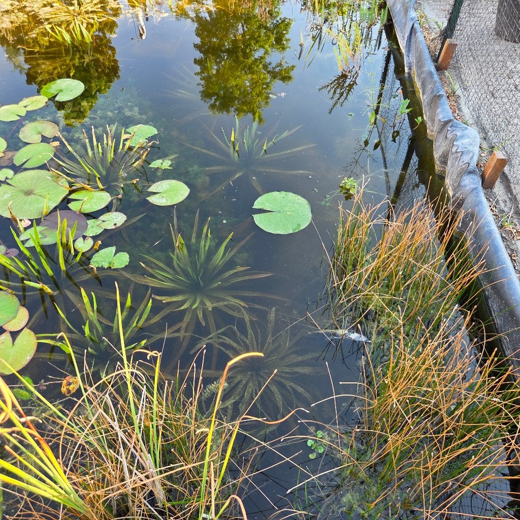 Zuurstofplanten voor vijver: Hoornblad en Krabbescheer, Ophalen, Gebruikt