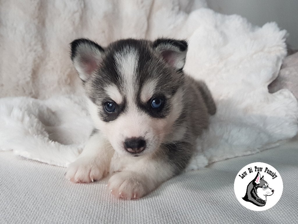 Unieke Pomsky pups F4+,100% Amerikaanse bloedlijn, Dieren en Toebehoren, Parvo, Overige rassen, 8 tot 15 weken, Meerdere