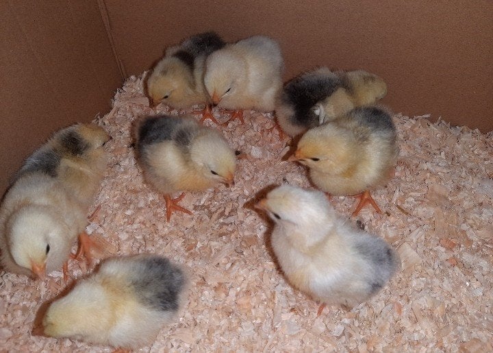 ❤13 wyandotte kriel kuikens 🐥 kuikentjes 🐥🐥  kl columbia, Dieren en Toebehoren, Pluimvee, Geslacht onbekend, Kip