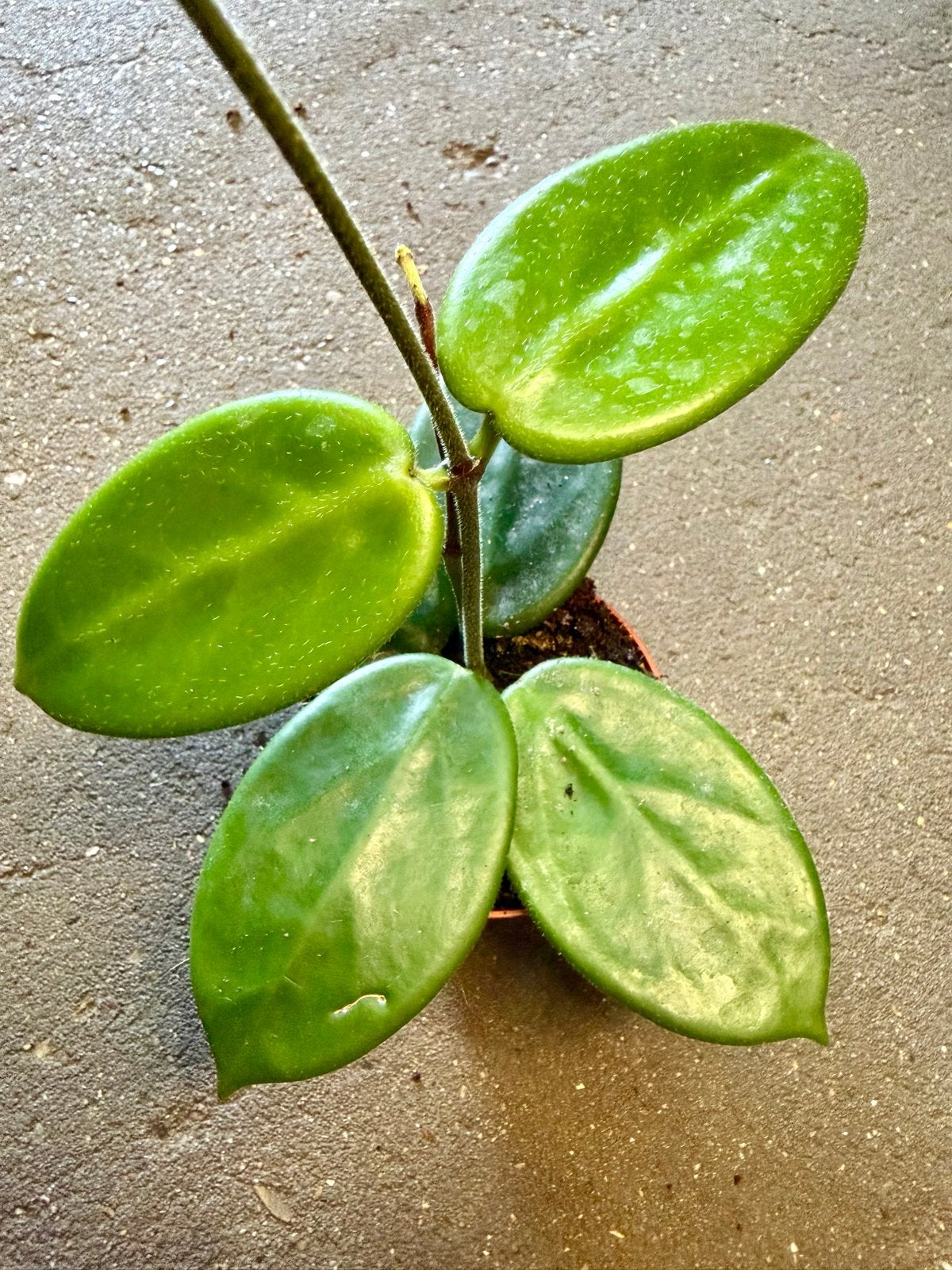 Hoya vangviengiensis p9, Ophalen of Verzenden