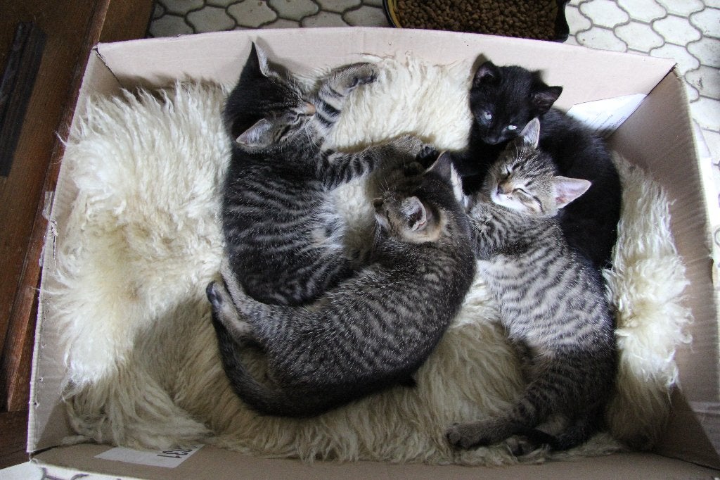 Prachtige kittens, Geslacht onbekend, Kortharig, 0 tot 2 jaar