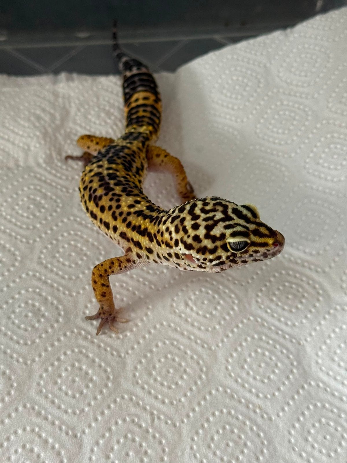 1.0 luipaardgekko wildkleur het blacknight Leopard Gecko photo 4