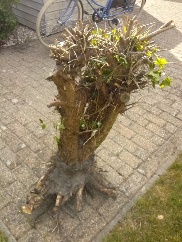 Brandhout / Haardhout, Tuin en Terras, Minder dan 3 m³, Ophalen, Overige houtsoorten, Stammen