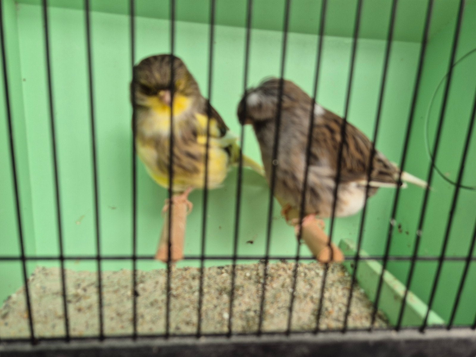 gloster kanaries, Meerdere dieren, Kleurkanarie