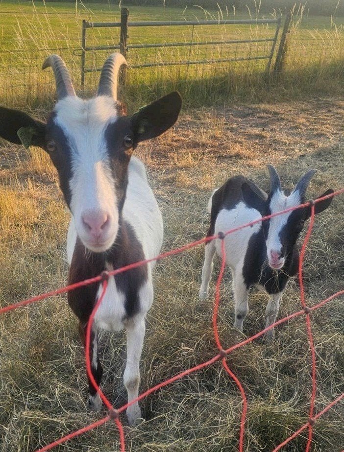 Te koop 3 grote geiten en 1 bok, Dieren en Toebehoren, Schapen, Geiten en Varkens, Vrouwelijk, Geit, 0 tot 2 jaar