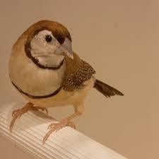 Koppels Bichenow Astrilde. Beige, Meerdere dieren