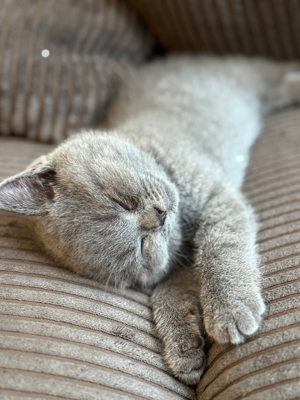 Allerliefste sociale grote Brits korthaar kittens, Dieren en Toebehoren, Katten en Kittens | Raskatten | Korthaar, Meerdere dieren