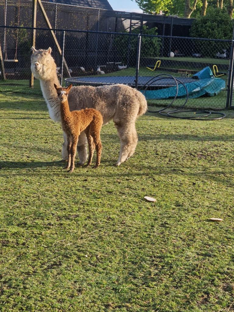 Alpaca merrie met jonge merrie aangeboden, Mei, Vrouwelijk
