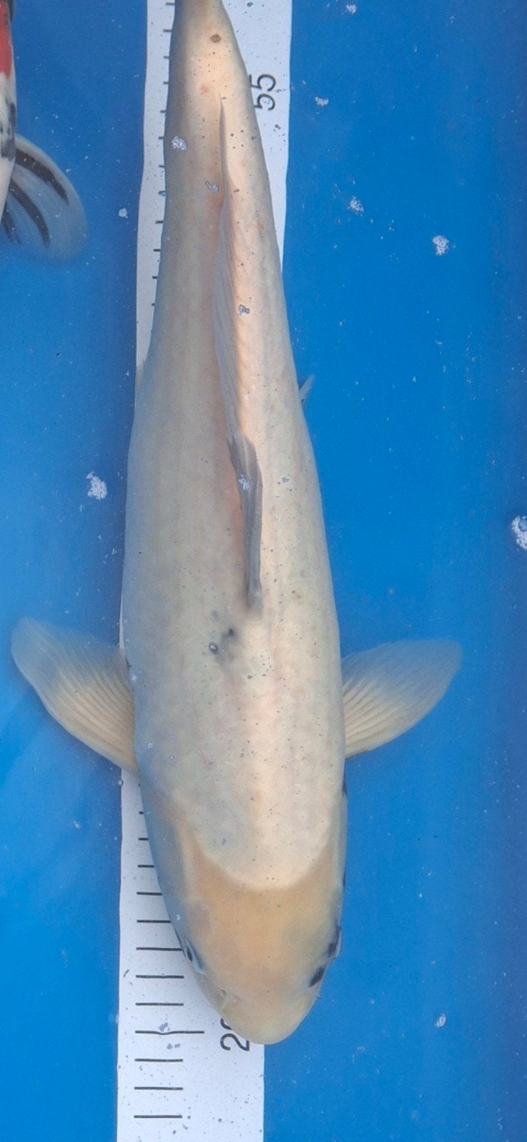 Koi., Karper of Koi