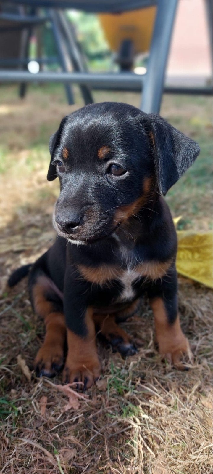 Mooie, lieve Jack Russell pups, Parvo, Jack Russell Terriër, 8 tot 15 weken, Meerdere
