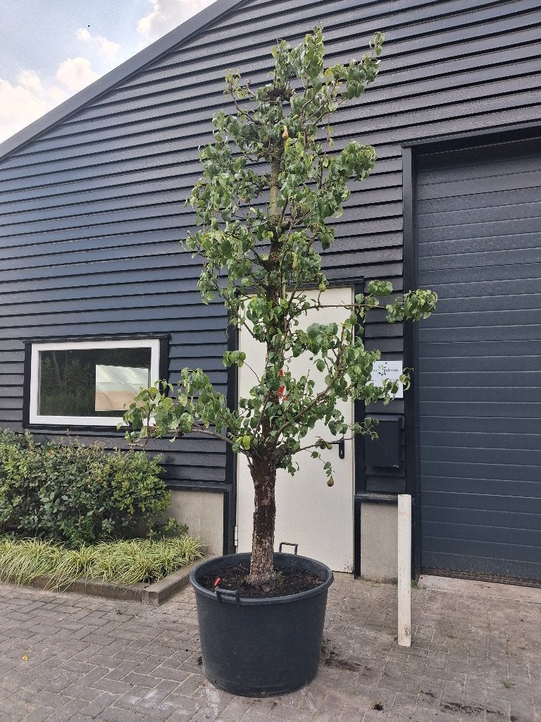 Karakteristieke oude perenboom Conference, Lente, Volle zon, Ophalen of Verzenden, 100 tot 250 cm