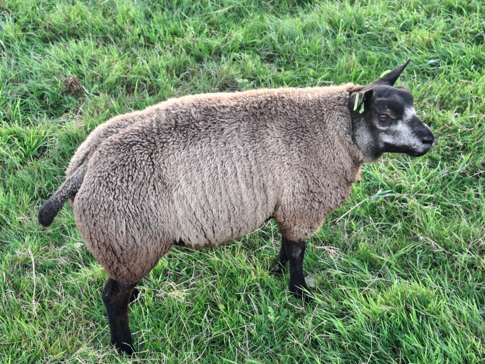 Blauwe Texelaar Ramlam