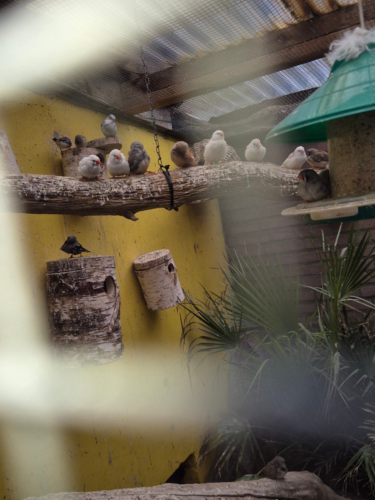 Mooie zebravinken te koop, Dieren en Toebehoren, Vogels | Overige Vogels, Meerdere dieren