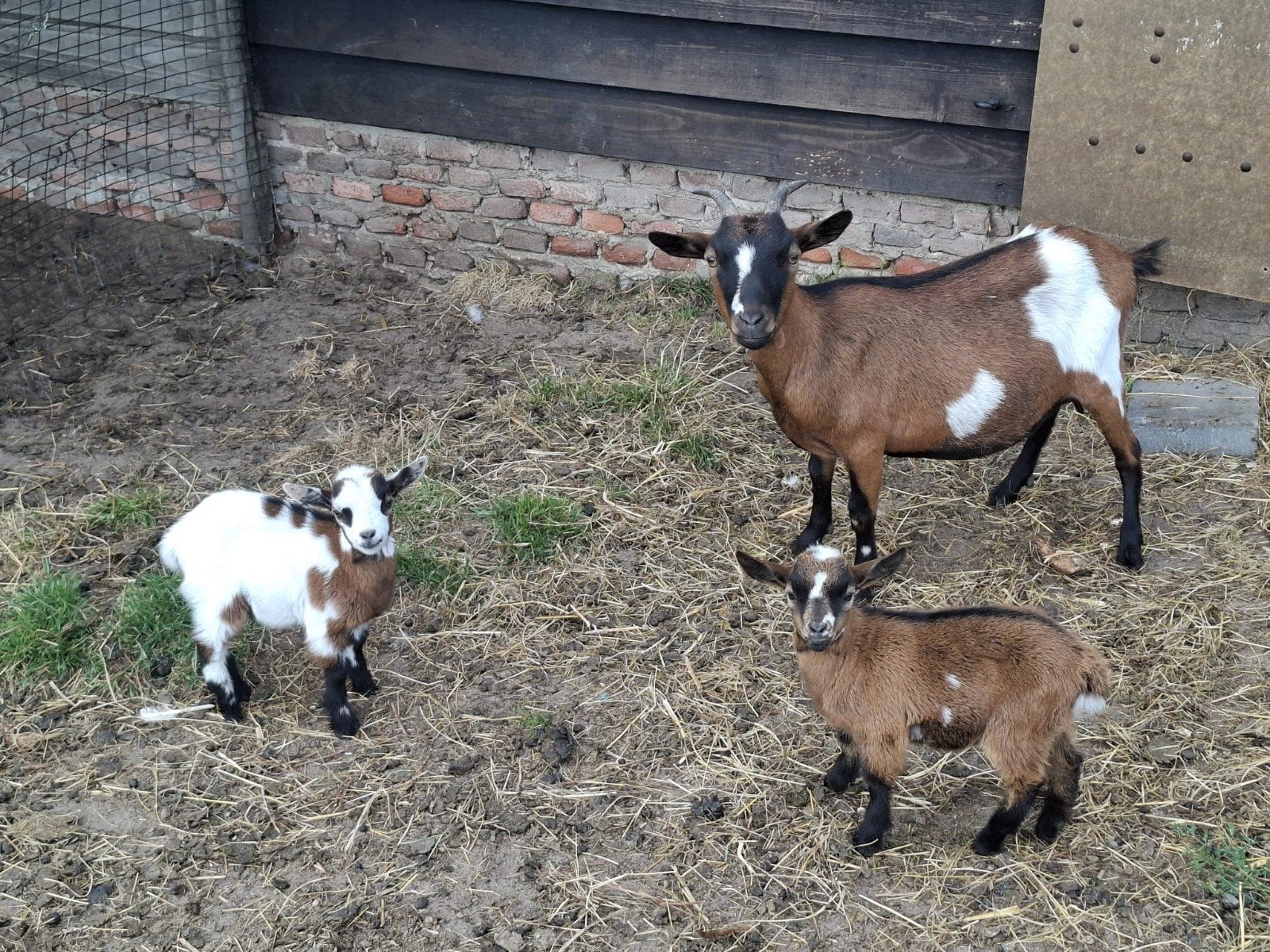 geit met 2 bokjes