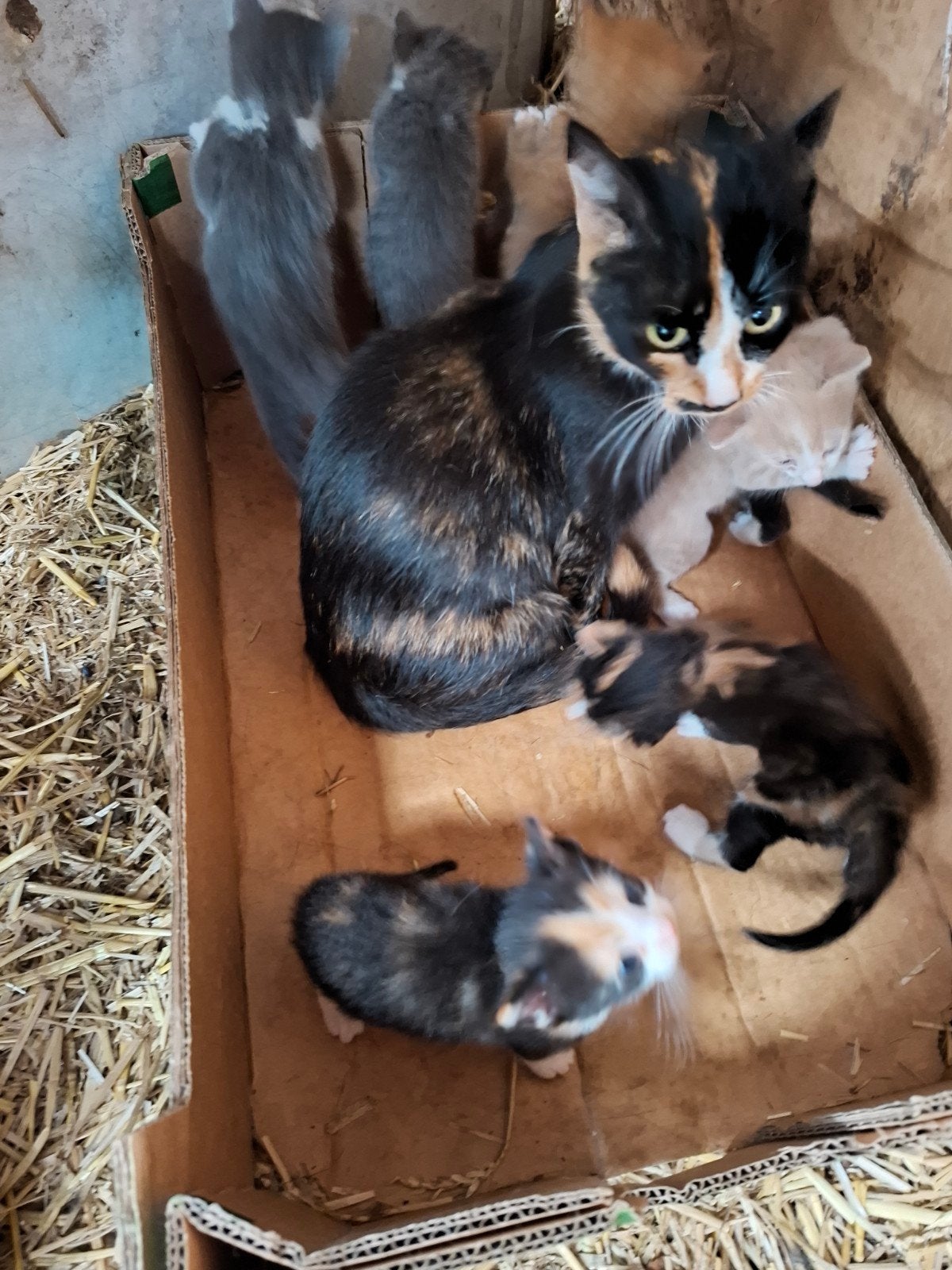 boerderij kittens, Meerdere dieren, Kortharig, 0 tot 2 jaar