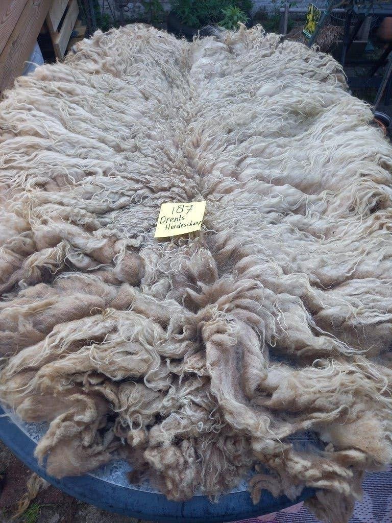 Diverse geschoren vachten van Drentse heideschapen, Ophalen of Verzenden, Gebruikt