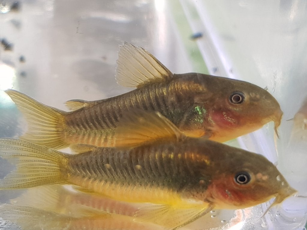 Corydoras Goldline, Vis, Zoetwatervis, Schoolvis