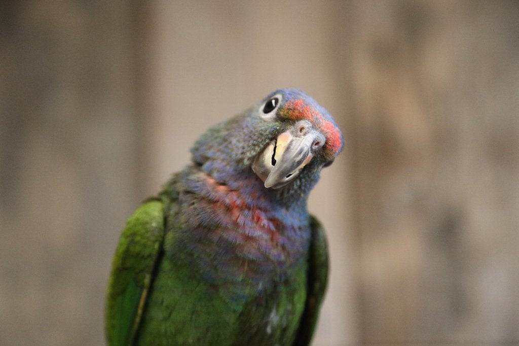 Lieve | Jonge Baby Pionussen Menstruus | Handtam | Getest, Dieren en Toebehoren, Vogels | Parkieten en Papegaaien, Meerdere dieren