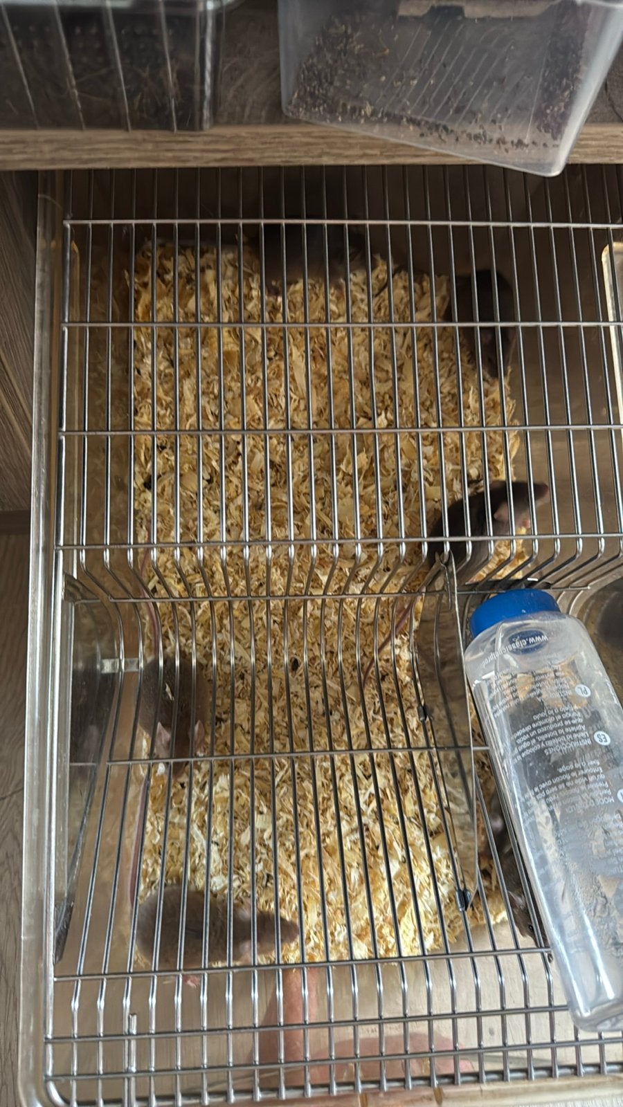 7 kleur muizen voeder muizen inclusief bak, Maart, Meerdere dieren, Muis