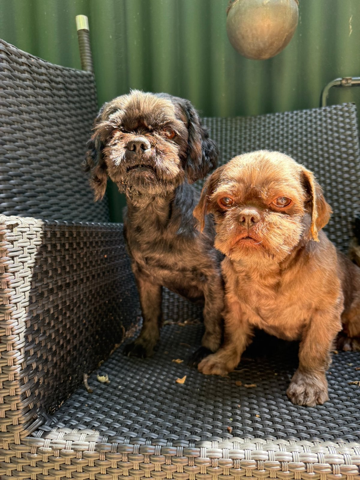 2 beste vriendjes zoeken een forever home ️, Dieren en Toebehoren, Honden | Niet-rashonden, 6 jaar of ouder, Reu, Meerdere, Klein