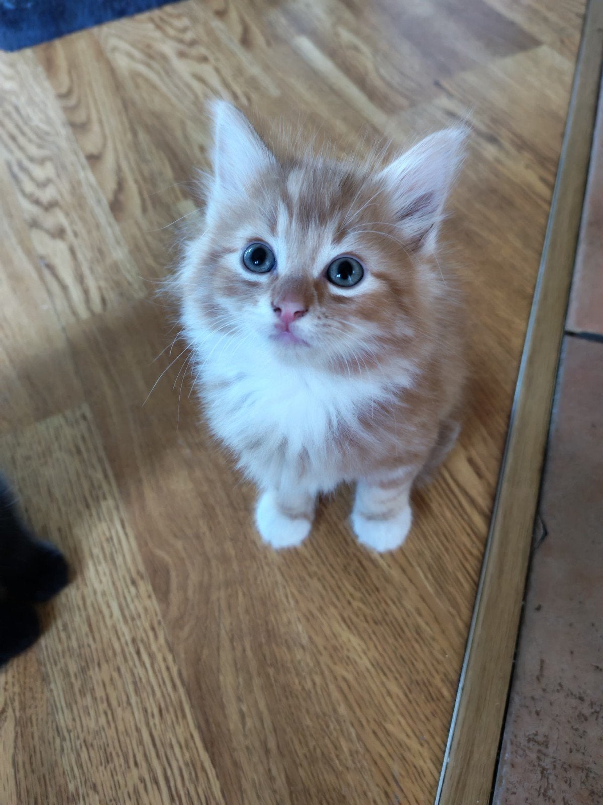 5 speelse en aanhankelijke kittens te koop, Meerdere dieren, 0 tot 2 jaar