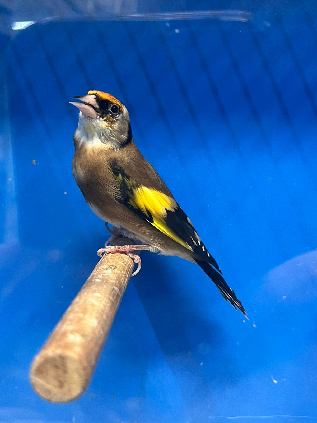 Parva Putter Fasiato 1-0, Mannelijk, Wildzangvogel, Geringd