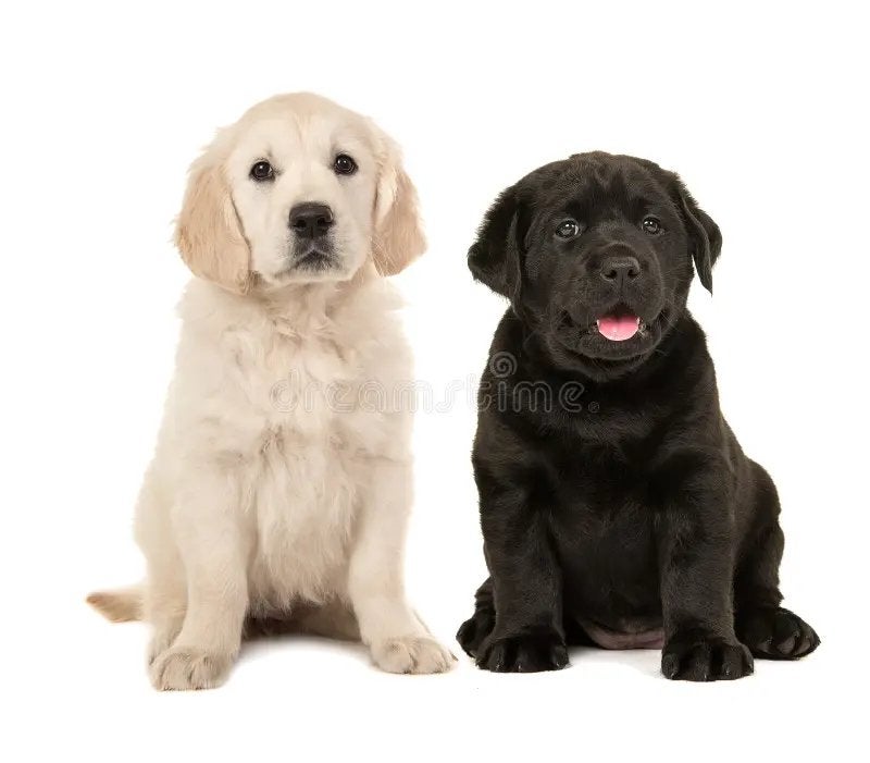GEZOCHT: Golden Retriever, Labrador of Bullador, Dieren en Toebehoren, Ophalen of Verzenden