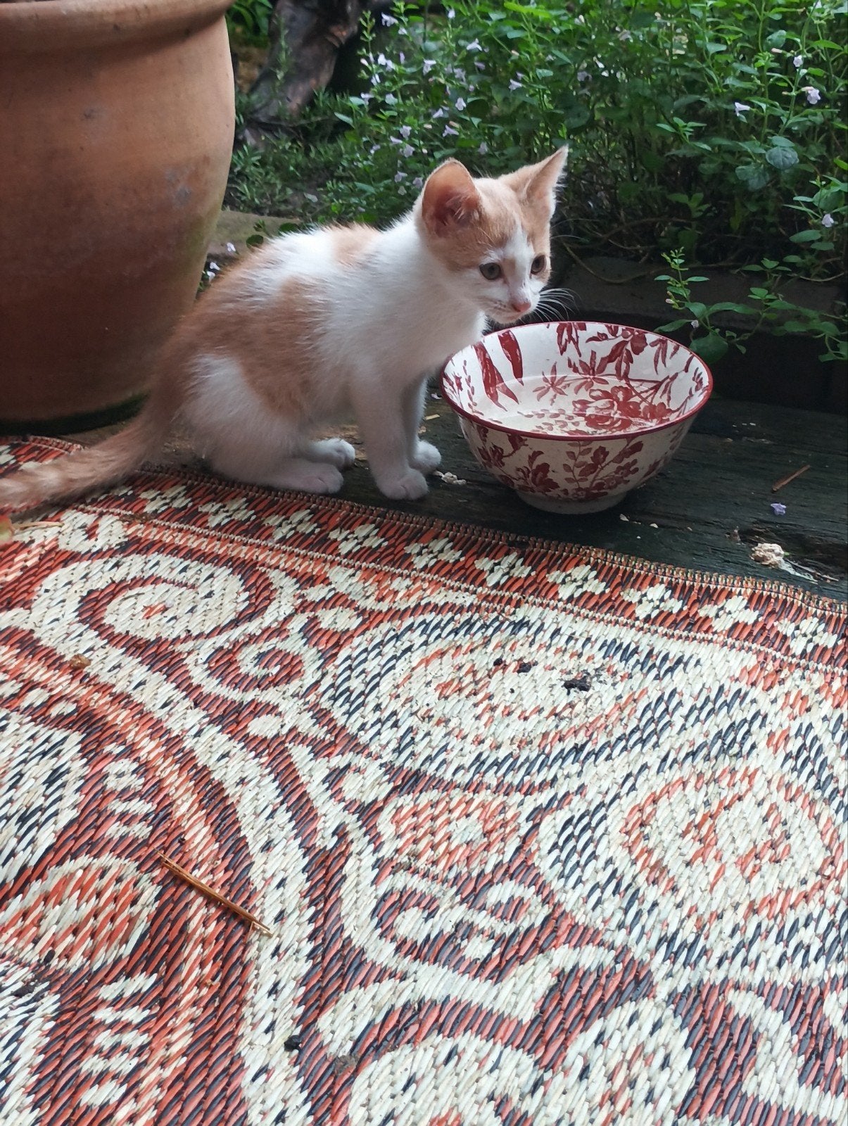 lieve meisjes kittens fawn bont, Dieren en Toebehoren, Poes, Ontwormd