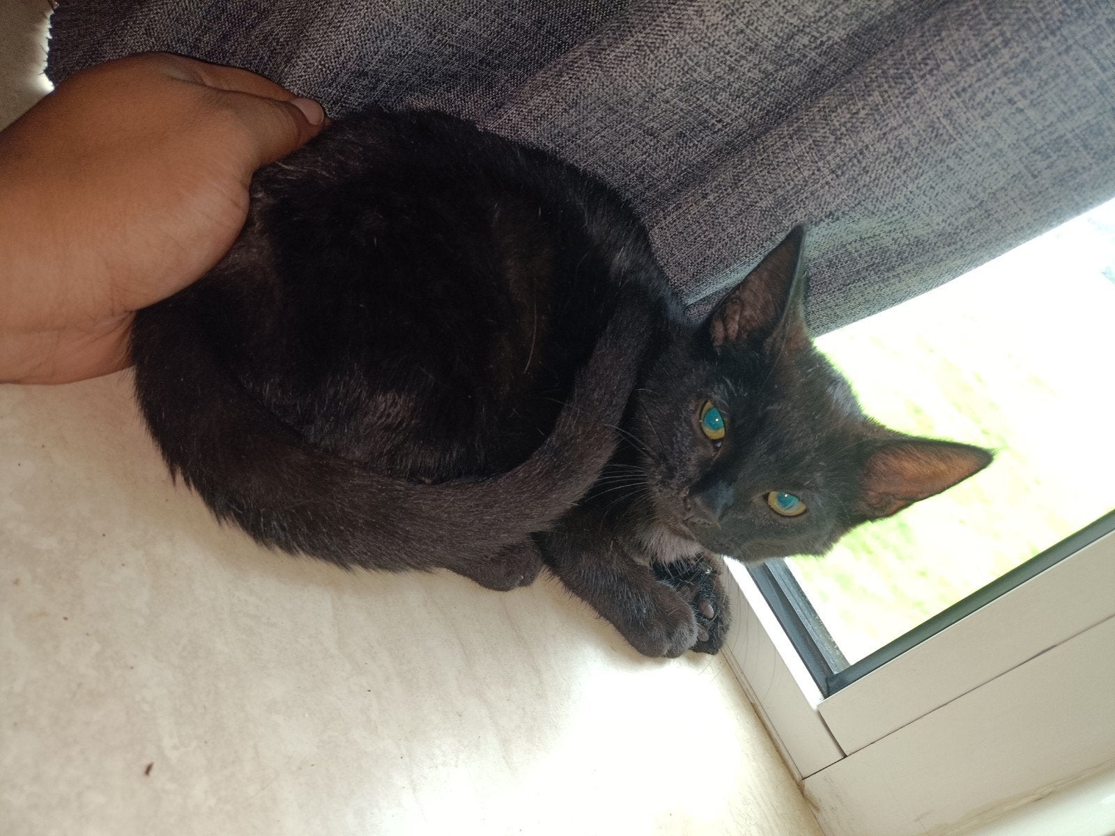 Kitten 4 maanden, Dieren en Toebehoren, Katten en Kittens | Overige Katten, Poes