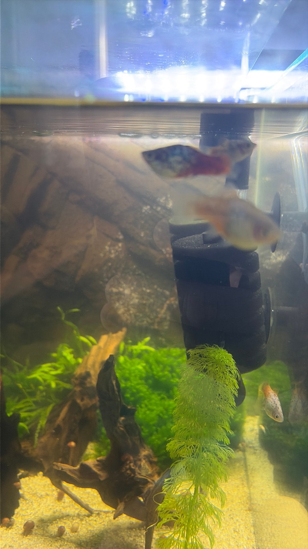 Platy Calico, Dieren en Toebehoren, Vis